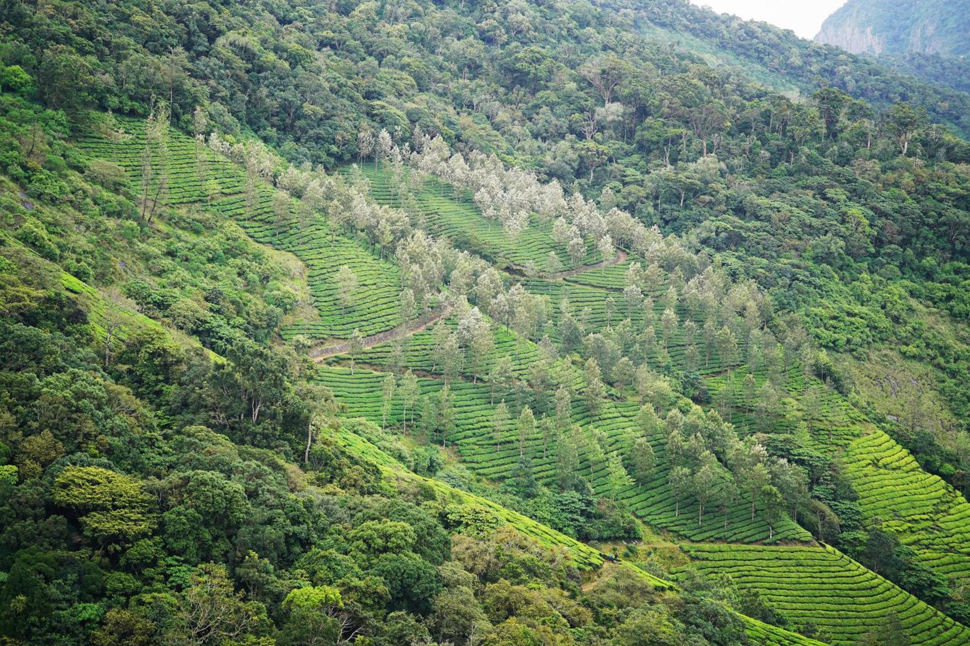 The Teatree Munnar Otel Suryanelli Dış mekan fotoğraf
